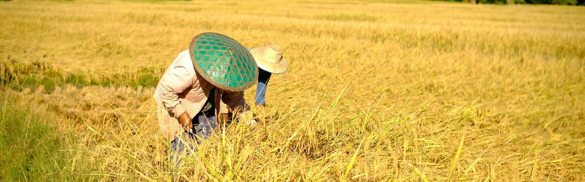 Panoramic view of Mae Klong’s unique rice-fields for a scenic Mae Klong Travel guide banner by Legend Travel Group.